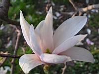 Magnolia Soulangeana (fam Magnoliacees) (Photo F. Mrugala) (5)